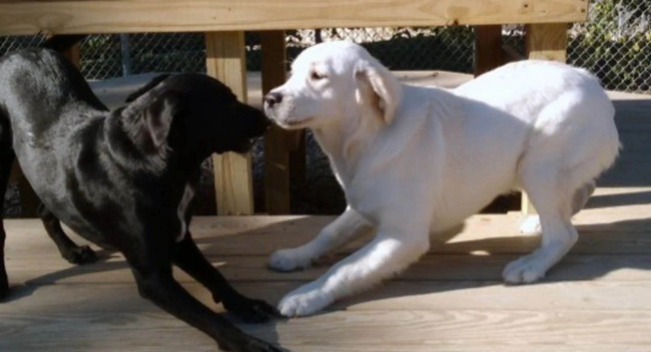 Two Dogs Meeting
